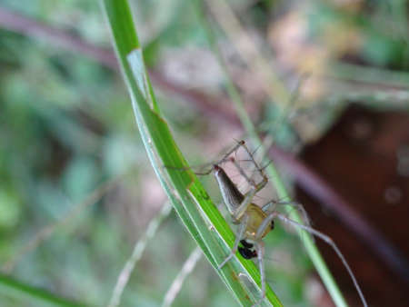 A small malaysian grey spider on a leaf