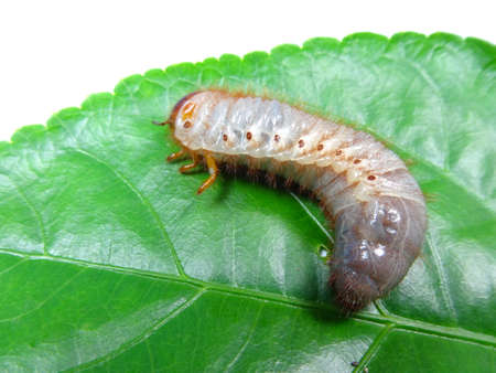 A coconut rhinoceros beetle larva on leaf, photo taken in Malaysia
