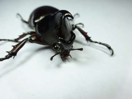 A coconut rhinoceros beetle  on white background , photo taken in Malaysiaの写真素材