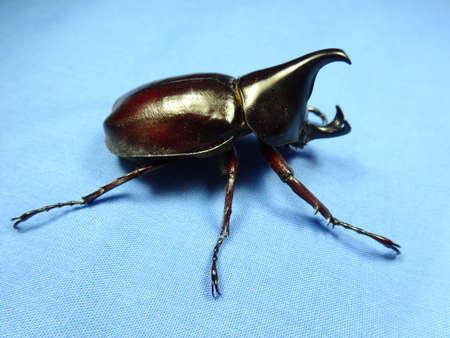 A coconut rhinoceros beetle  on blue background , photo taken in Malaysia