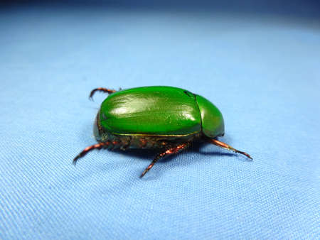 A green beetle  on blue background , photo taken in Malaysiaの写真素材