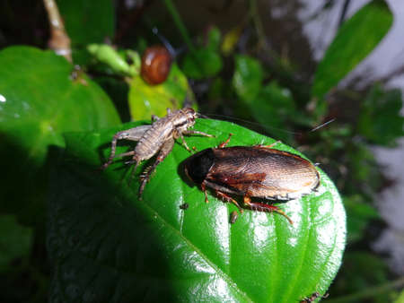 insect saving their lives by climbing bush in Small flood in a village in Malaysia
