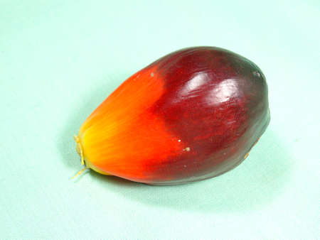 palm oil seed in light green backgroundの写真素材