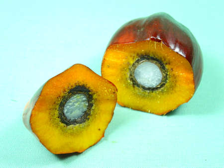 palm oil seed in light green backgroundの写真素材