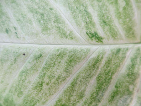 A  yam green leaf background