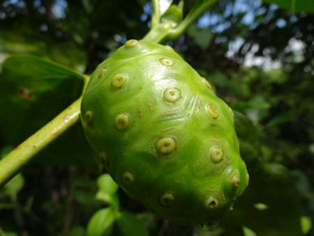An unripe  cheese fruit close up on tree, photo taken in Malaysia