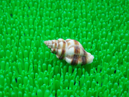 colourful seashell on artificial green grass  backgroundの写真素材