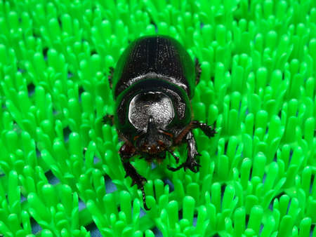 A coconut rhinoceros beetle  on artificial green grass background  photo taken in Malaysiaの写真素材