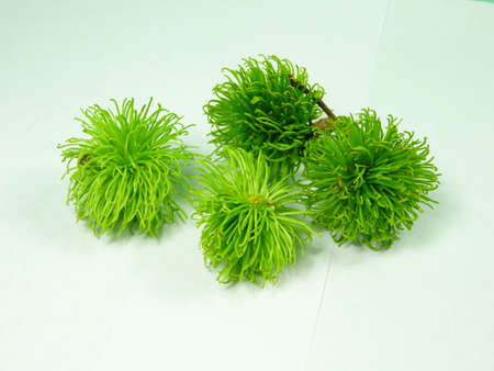 unripe rambutans fruits in white backgroundの写真素材