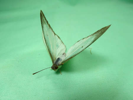 a white  butterfly in green background. A tropical butterfly. Photo taken in Malaysia