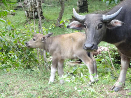 a bufallo and its calf near a river. Photo taken in Malaysia