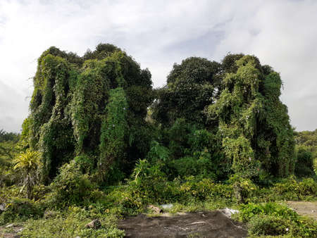 tropical forest and bushes in malaysia