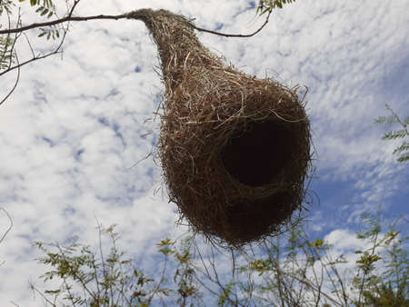 A Weaverl bird's nest  on treeの写真素材