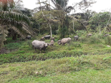 a group of bufallos in a field. Photo taken in Malaysia