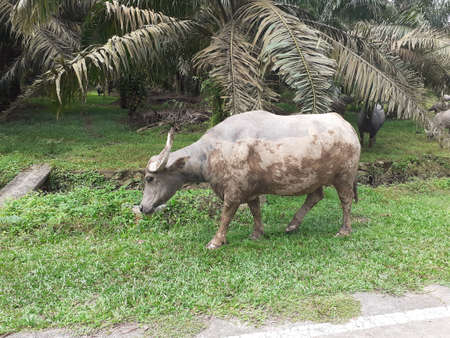 a group of bufallos in a field. Photo taken in Malaysia