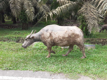 a group of bufallos in a field. Photo taken in Malaysiaの写真素材