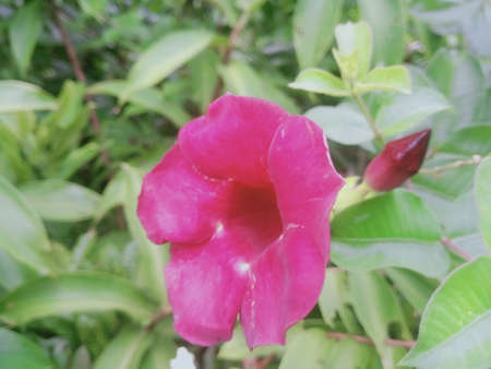 Purple flower in the garden.