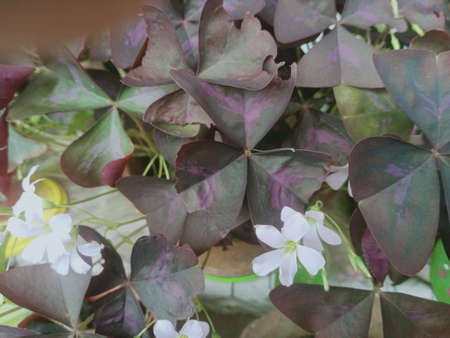 Close-up of clover leaves with white flowers in a potの写真素材