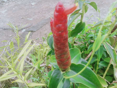 Red flower of ginger. Beautiful red flower.の写真素材