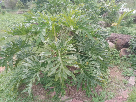 Philodendron (tree lover) is a large genus  Arum , Araceae. photo taken in malaysia