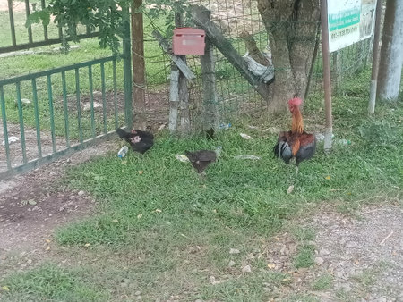 chickens in the fields in rural area close-up. photo taken in malaysia