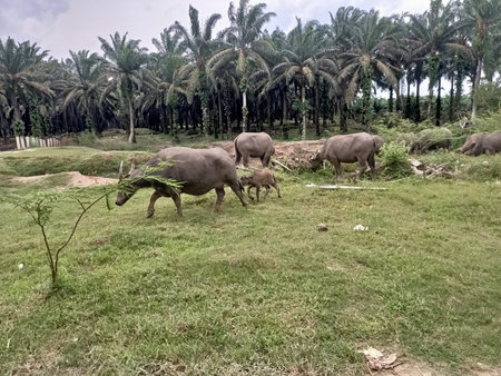 a buffalo and its young  calf close-up near a river. Photo taken in Malaysia