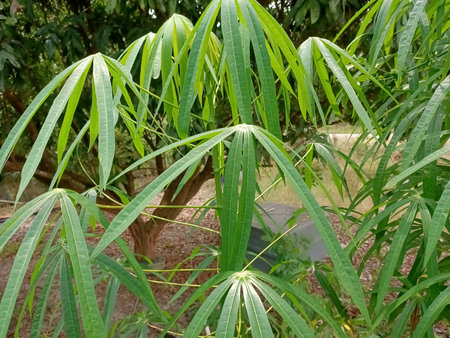 cassava plant Manihot esculenta, also known as manioc leaves close-up. photo taken in malaysia
