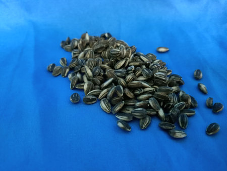 Close up of sunflower seeds on a blue background.photo taken in malaysia