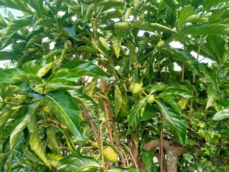 cheese fruit or  great morinda, Indian mulberry, noni, beach mulberry, vomit fruit, awl tree  close...
