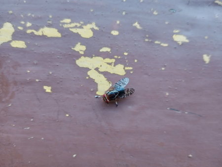 Dead bee on the wet floor in the rainy season. Selective focus.