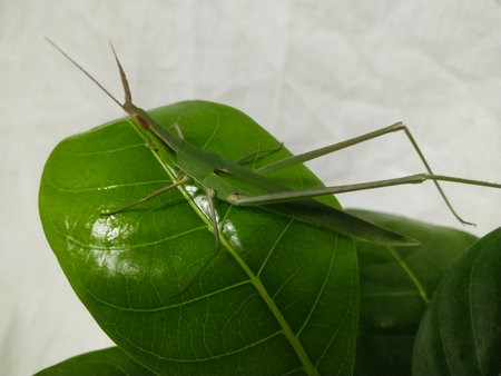 common stick grasshopper or Acrida ungarica (Acrididae) close up on white background. photo taken in...