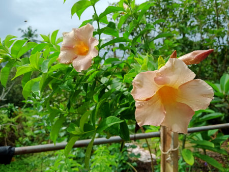 Allamanda grandiflora flower in the garden close upphoto taken in malaysia