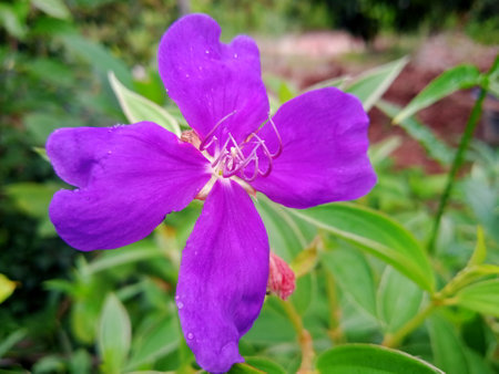Asian melastome or Malabar melastome or  Indian rhododendron (Melastoma candidum) flower and plant close up.aka Melastoma septemnervium Lour. photo takenin malaysiaの写真素材