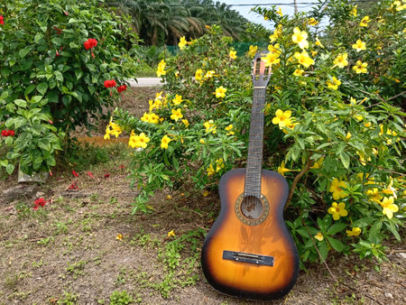 Acoustic guitar in the garden with yellow flowers in the background.photo taken in malaysiaの写真素材