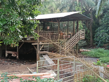 wooden elevated goat barn in a village in kluang,  johor, Malaysia.の写真素材