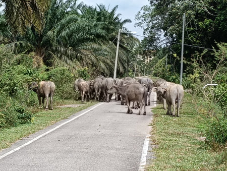 Back view a group of buffalos  walking on a road in the rural
. Photo taken in Malaysiaの写真素材