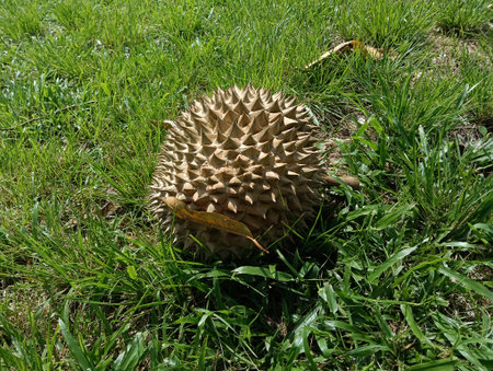 Durio zibethinus or durian fruits on the ground after its falls  under itys tree close-up.musang...