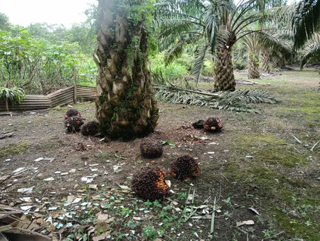 Harvested palm ol fruits close up on the ground waiting to be collected in  a plantation kluang,...