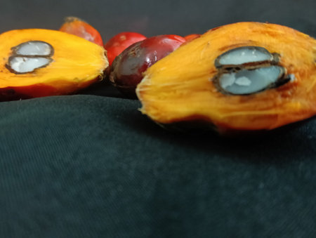 many detached ripe palm oil seeds on black background  close upの写真素材