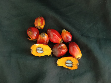 many detached ripe palm oil seeds on black background  close upの写真素材