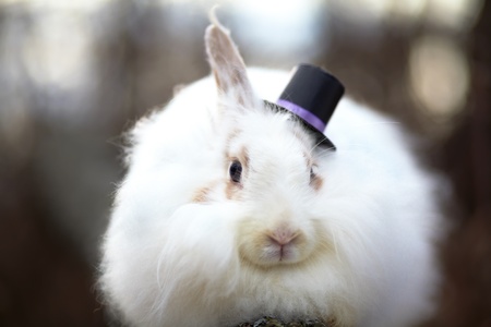 white rabbit in the hat close upの写真素材