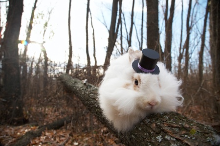 white rabbit in a top hat on a tree in the forestの写真素材
