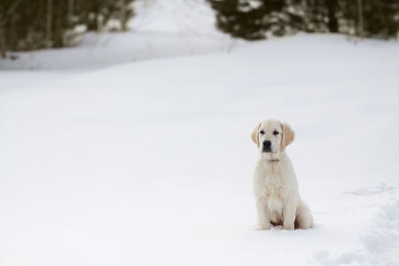 Winter Labrador retriever puppy dog running in snow