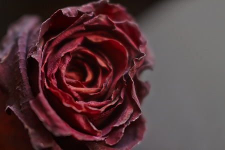 dark withered rose on a dark backgroundの写真素材