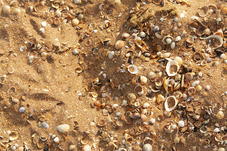 Sea shells on sand. Summer beach background