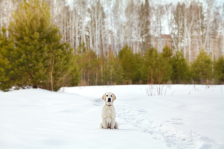 Labrador retriever puppy dog playing in snow in the winter outdoorsの写真素材