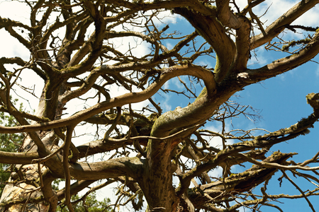 selective focus. dark curved thick tree branches. natural wooden backgroundの写真素材