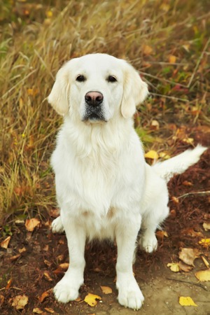Young golden retriever for a walk in nature. Dog breed labrador outdoors.