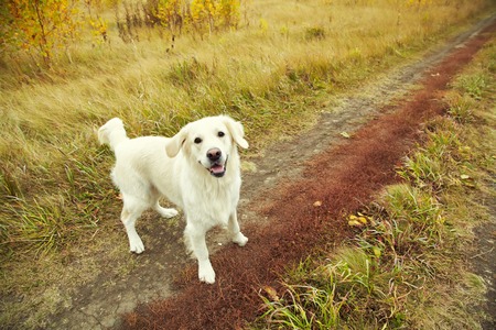Young golden retriever for a walk in nature. Dog breed labrador outdoors.の写真素材