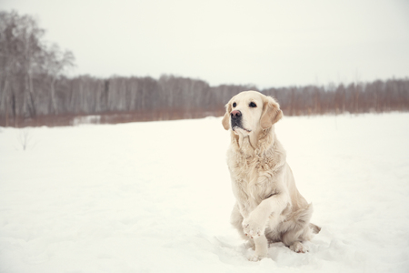Labrador retriever dog playing in snow in the winter outdoorsの写真素材